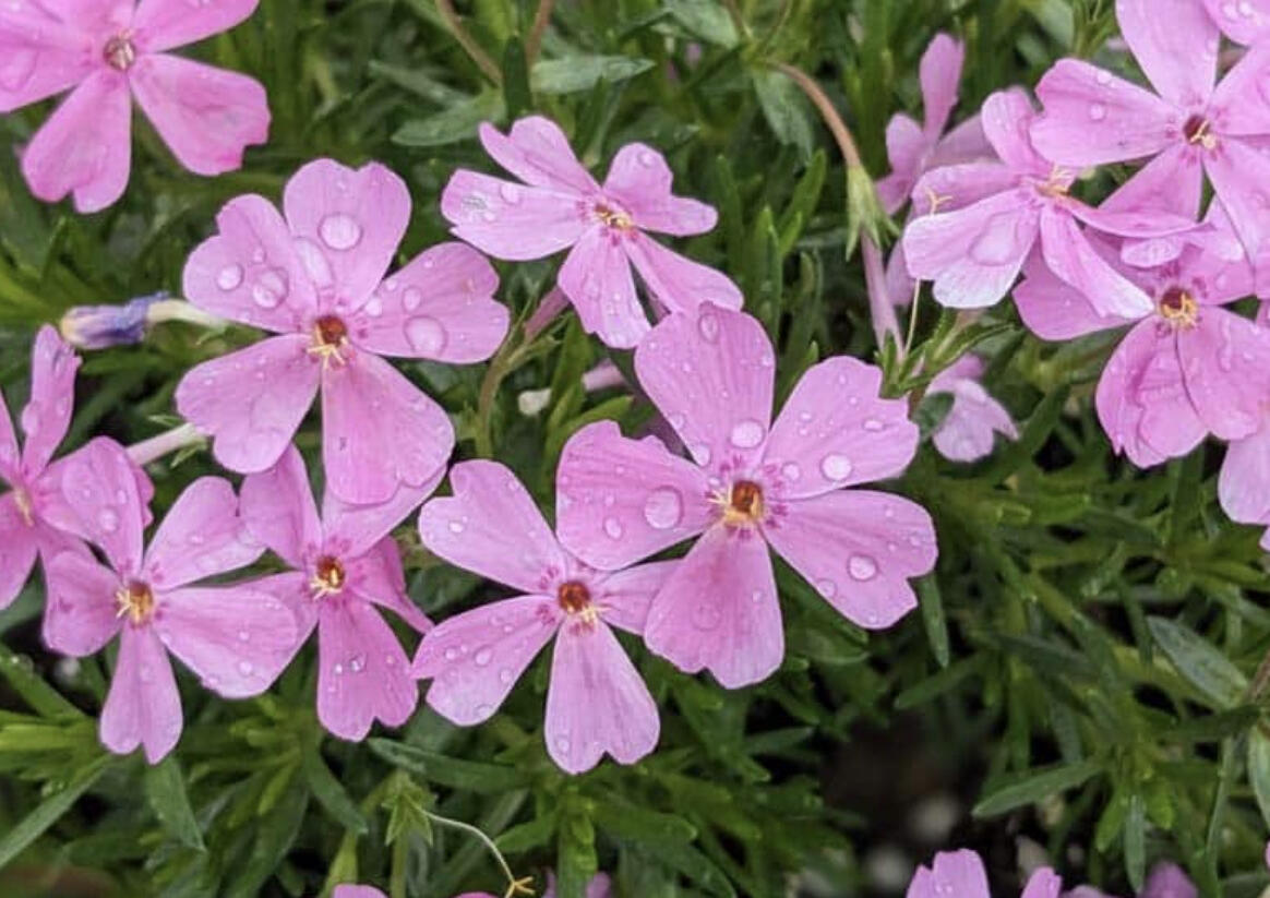 Plamenka šídlovitá 'Emerald Pink' - Phlox subulata 'Emerald Pink'