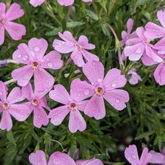 Plamenka šídlovitá 'Emerald Pink' - Phlox subulata 'Emerald Pink'
