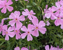 Plamenka šídlovitá 'Emerald Pink'