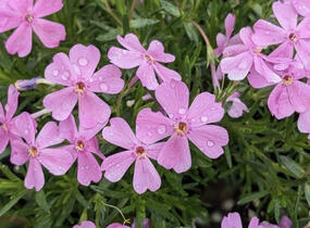 Plamenka šídlovitá 'Emerald Pink' - Phlox subulata 'Emerald Pink'