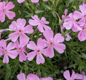 Plamenka šídlovitá 'Emerald Pink' - Phlox subulata 'Emerald Pink'