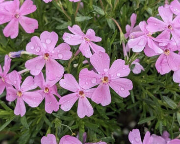 Plamenka šídlovitá 'Emerald Pink'
