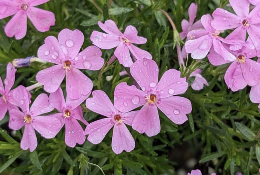 Plamenka šídlovitá 'Emerald Pink' - Phlox subulata 'Emerald Pink'