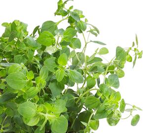 Majoránka zahradní 'Esperanta' - Origanum majorana 'Esperanta'