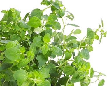 Majoránka zahradní 'Esperanta'