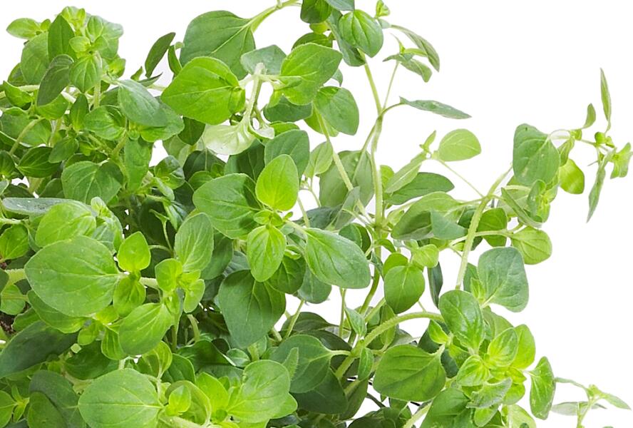 Majoránka zahradní 'Esperanta' - Origanum majorana 'Esperanta'