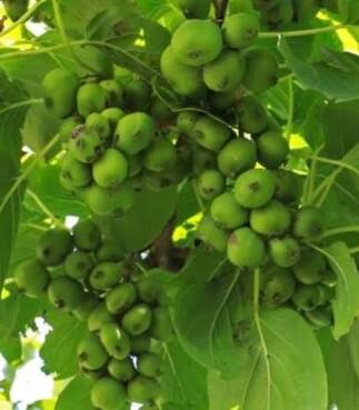 Aktinidie význačná, kiwi - samosprašná 'Nekita' - Actinidia arguta 'Nekita'