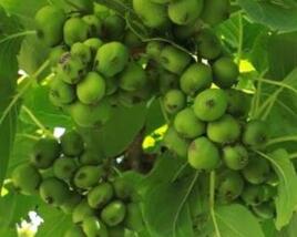 Aktinidie význačná, kiwi - samosprašná 'Nekita'