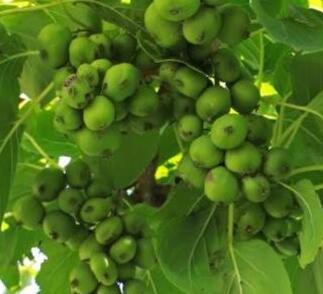 Aktinidie význačná, kiwi - samosprašná 'Nekita'