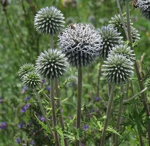 Bělotrn kulatohlavý - Echinops sphaerocephalus