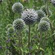 Bělotrn kulatohlavý - Echinops sphaerocephalus
