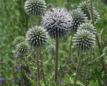 Bělotrn kulatohlavý