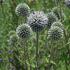 Echinops sphaerocephalus.jpg