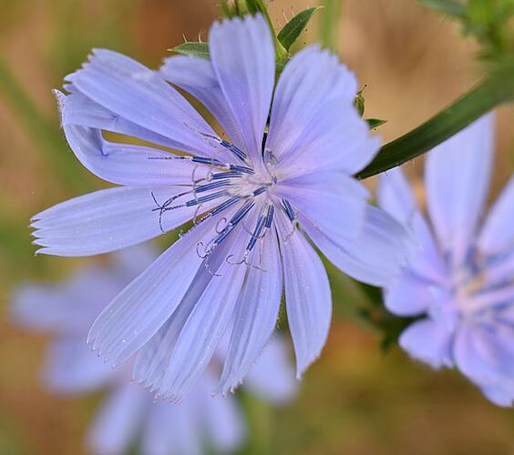 Čekanka salátová 'Chicorée Indigo' - Cichorium intybus 'Chicorée Indigo'