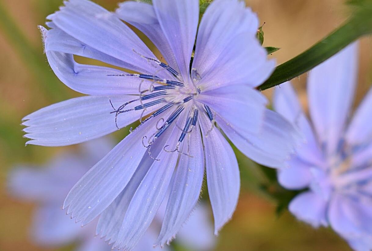 Čekanka salátová 'Chicorée Indigo' - Cichorium intybus 'Chicorée Indigo'