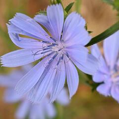 Čekanka salátová 'Chicorée Indigo' - Cichorium intybus 'Chicorée Indigo'
