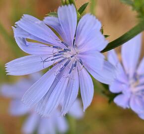 Čekanka salátová 'Chicorée Indigo' - Cichorium intybus 'Chicorée Indigo'