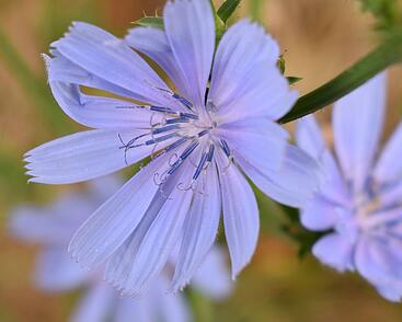 Čekanka salátová 'Chicorée Indigo'
