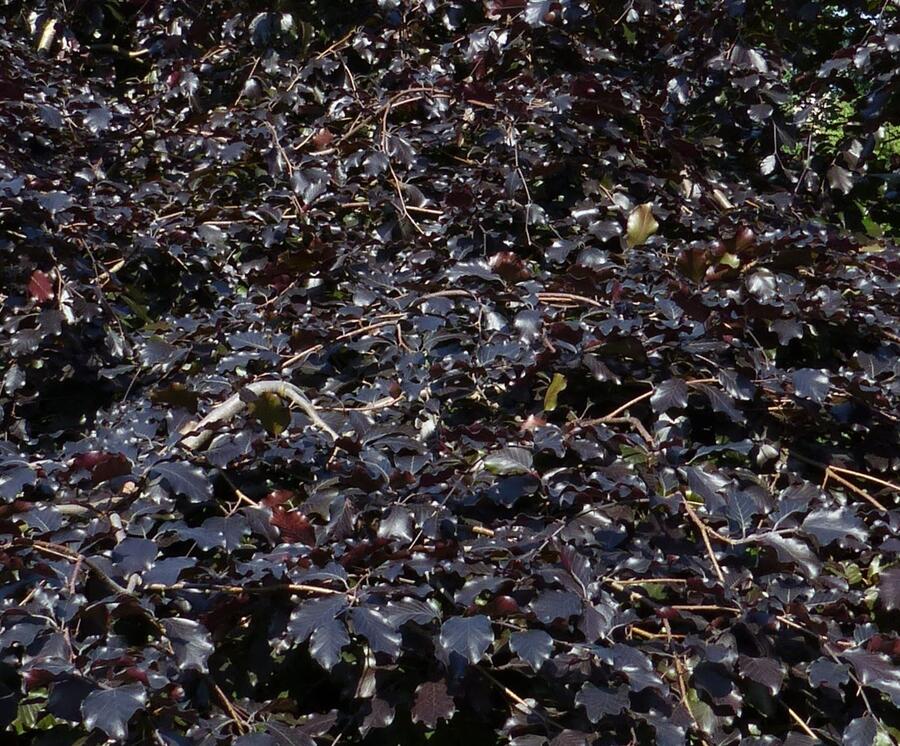 Buk lesní 'Tortuosa Purpurea' - Fagus sylvatica 'Tortuosa Purpurea'