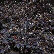 Buk lesní 'Tortuosa Purpurea' - Fagus sylvatica 'Tortuosa Purpurea'