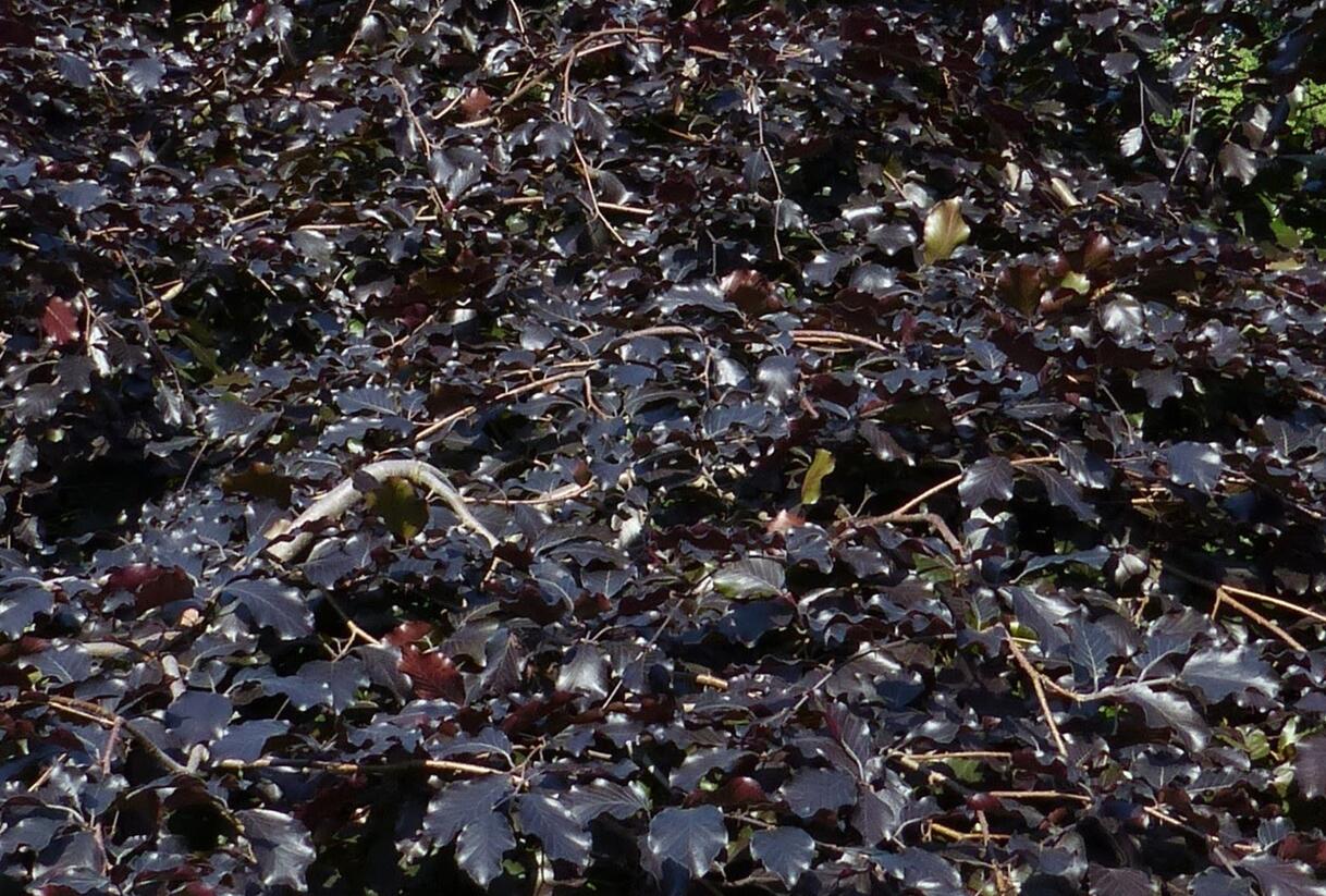 Buk lesní 'Tortuosa Purpurea' - Fagus sylvatica 'Tortuosa Purpurea'
