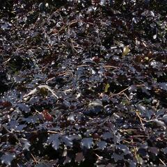 Buk lesní 'Tortuosa Purpurea' - Fagus sylvatica 'Tortuosa Purpurea'