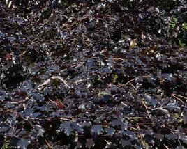 Buk lesní 'Tortuosa Purpurea'