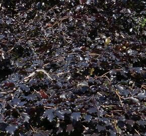 Buk lesní 'Tortuosa Purpurea' - Fagus sylvatica 'Tortuosa Purpurea'