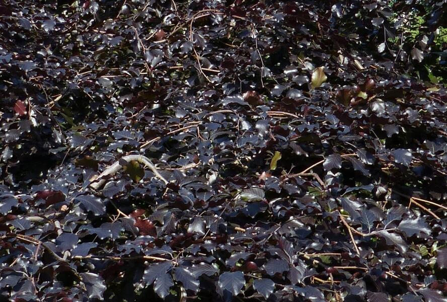 Buk lesní 'Tortuosa Purpurea' - Fagus sylvatica 'Tortuosa Purpurea'