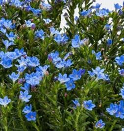 Kamejka větvená 'Tidepool Sky Blue' - Lithodora diffusa 'Tidepool Sky Blue'