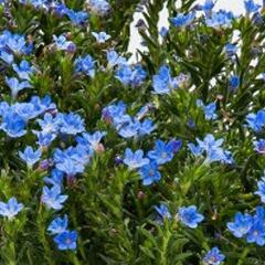 Kamejka větvená 'Tidepool Sky Blue' - Lithodora diffusa 'Tidepool Sky Blue'