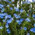 Lithodora diffusa 'Tidepool Sky Blue'.jpg