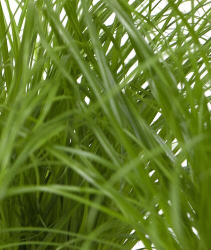 Kočičí tráva - Katzengras