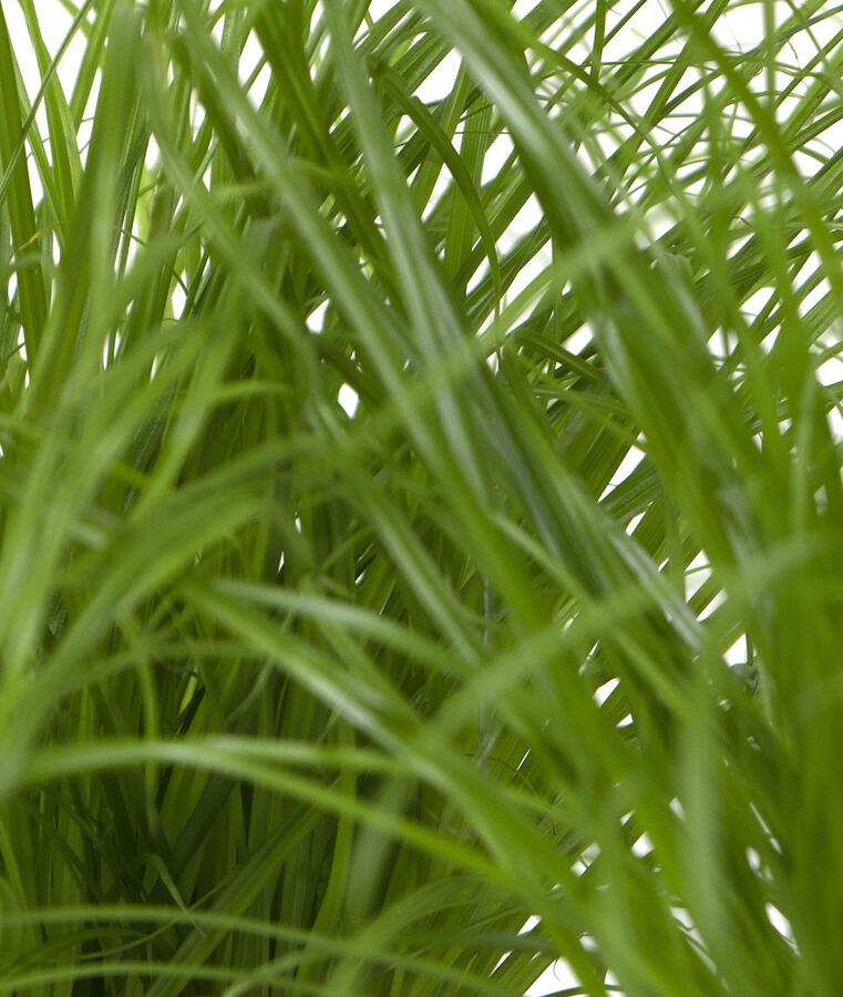 Kočičí tráva - Katzengras