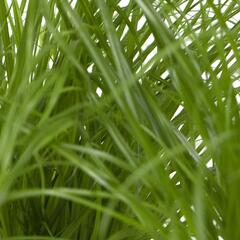 Kočičí tráva - Katzengras