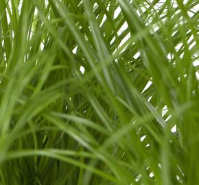 Kočičí tráva - Katzengras