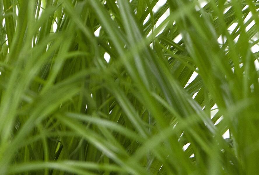 Kočičí tráva - Katzengras