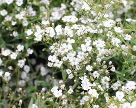 Levandula úzkolistá 'Not Normal Compact White'