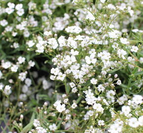Levandula úzkolistá 'Not Normal Compact White' - Lavandula angustifolia 'Not Normal Compact White'