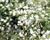 Levandula úzkolistá 'Not Normal Compact White'