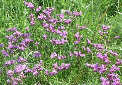 Limonka gmelinova podunajská - Limonium gmelinii ssp. hungaricum