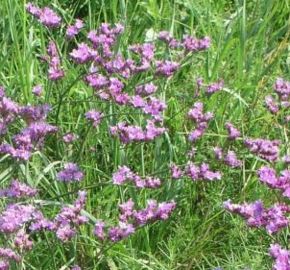 Limonka gmelinova podunajská - Limonium gmelinii ssp. hungaricum