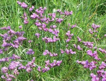 Limonka gmelinova podunajská