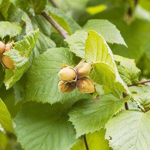Líska obecná, opylovač 'Cosford' - Corylus avellana 'Cosford'