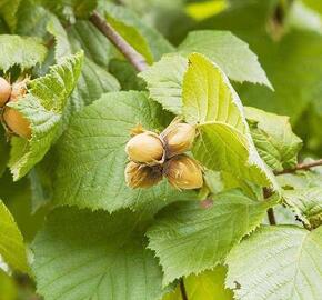 Líska obecná 'Cosford' - Corylus avellana 'Cosford'