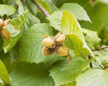 Líska obecná, opylovač 'Cosford'