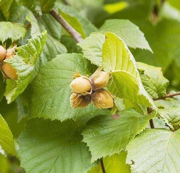 Líska obecná, opylovač 'Cosford' - Corylus avellana 'Cosford'