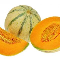 Meloun cukrový 'Exelor F1' - Cucumis melo 'Exelor F1'