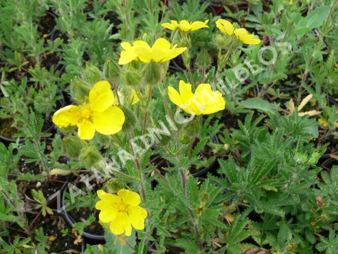 Mochna nátržník - Potentilla erecta