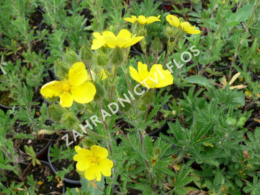 Mochna nátržník - Potentilla erecta